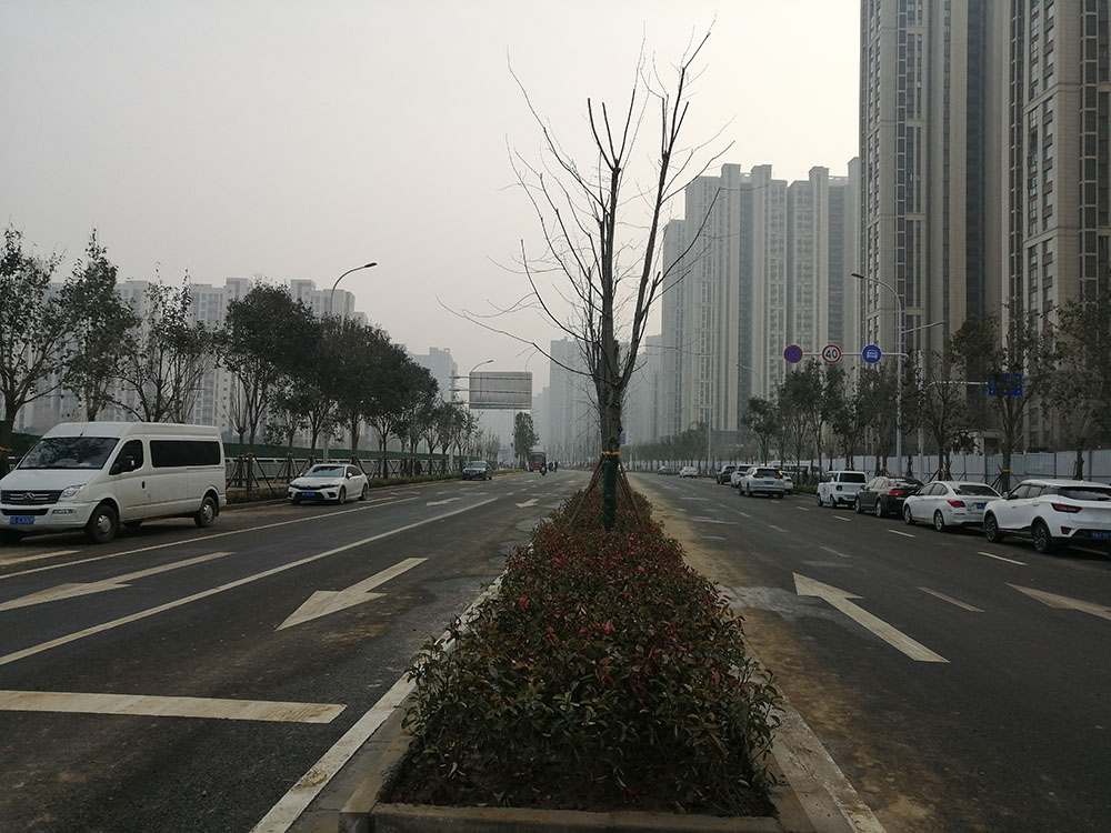 特事特辦、創(chuàng)造速度奇跡 --洛達(dá)路（中原路-穎河路）綠化工程完工